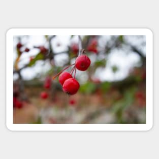 Crab apple crabapple thanksgiving Sticker